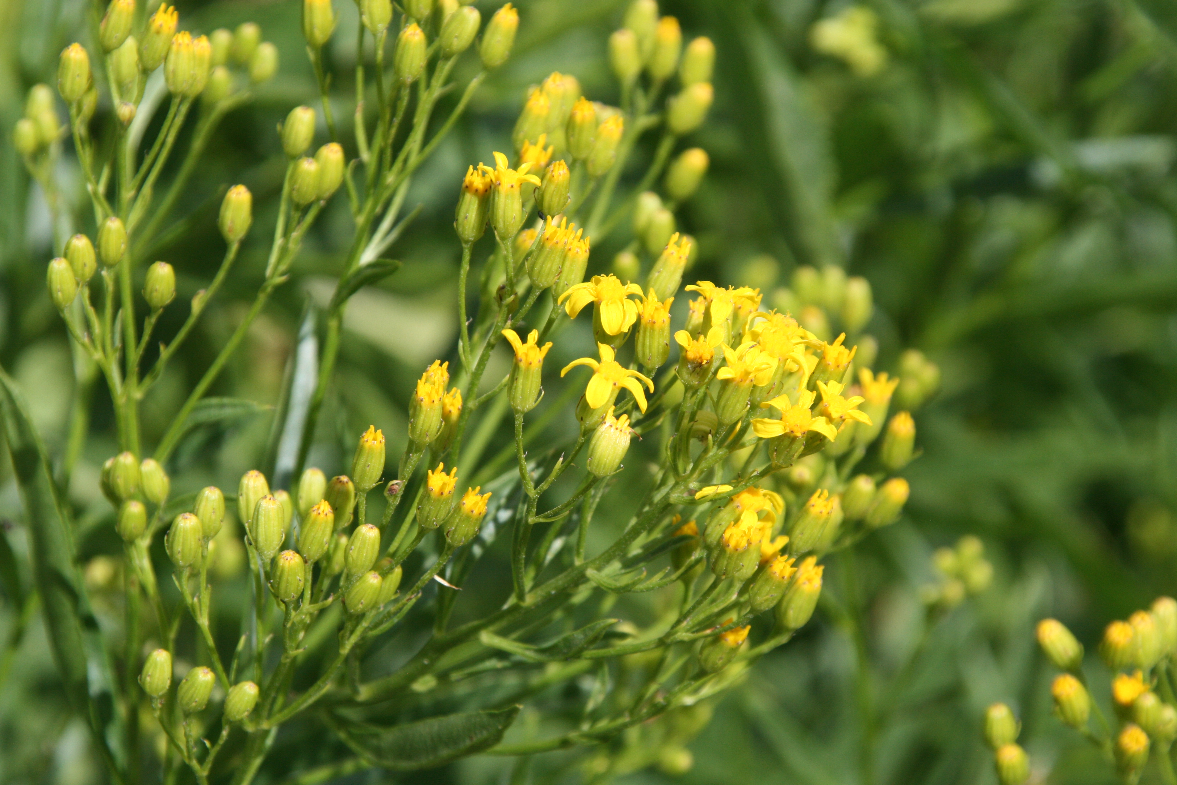 tall ragwort (Senecio serra)